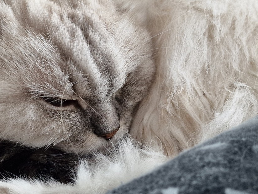 Samsung Galaxy S22 Ultra