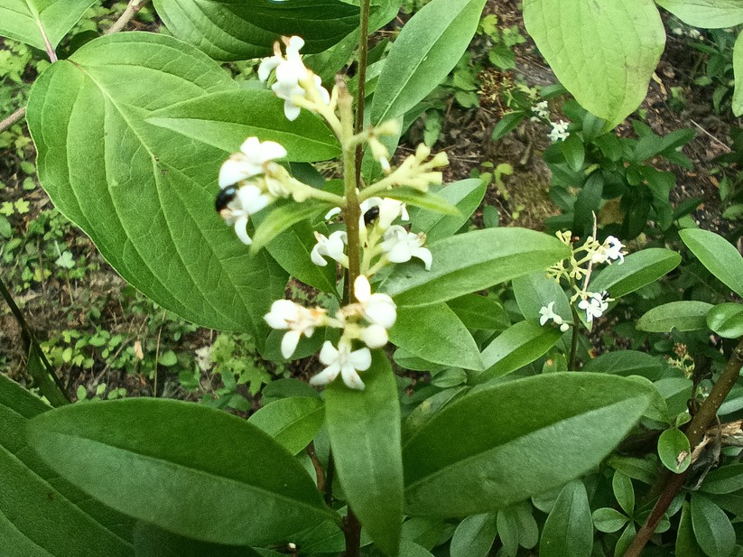 Blackview BV 9200 - Originalaufnahmen 