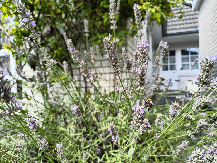 CMF Phone 2 Pro - Originalaufnahmen 