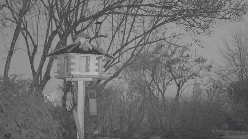 Ein Screenshot aus einem Videoclip im IR-Nachtsichtmodus.