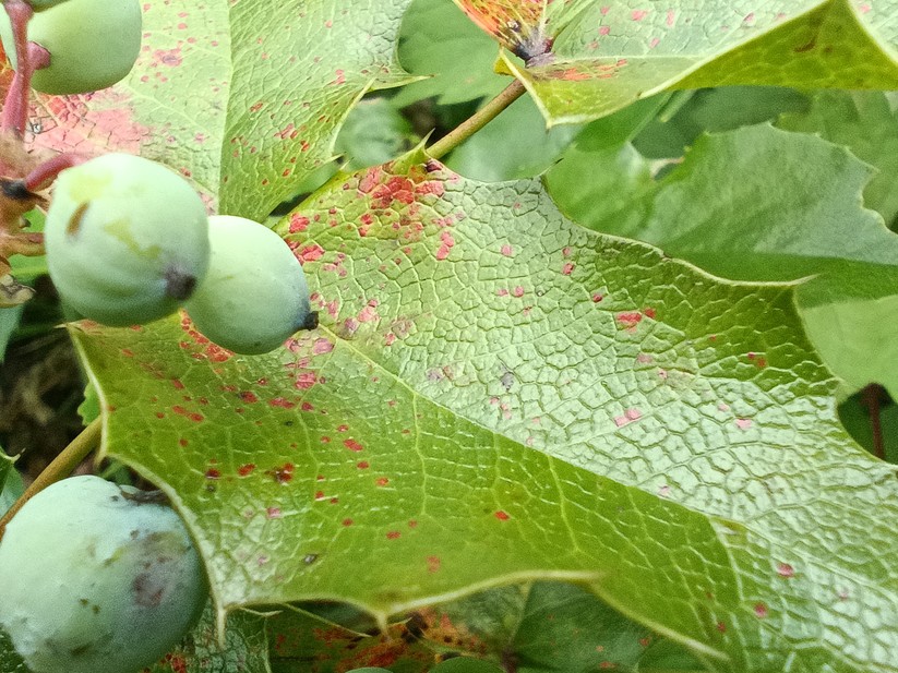 Blackview BV 9200 - Originalaufnahmen 