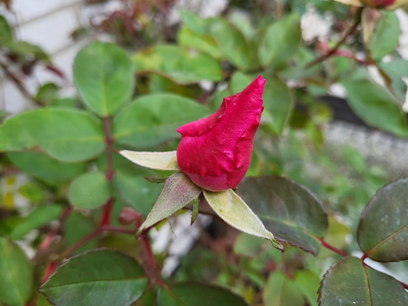 Samsung Galaxy Z Flip 3 5G