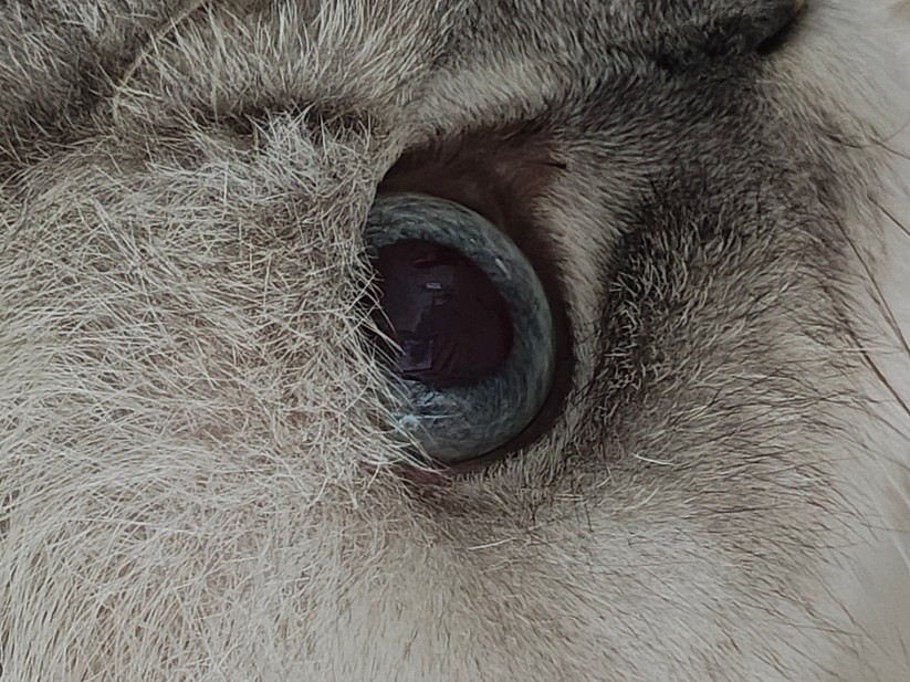 Motorola Razr 50 Ultra