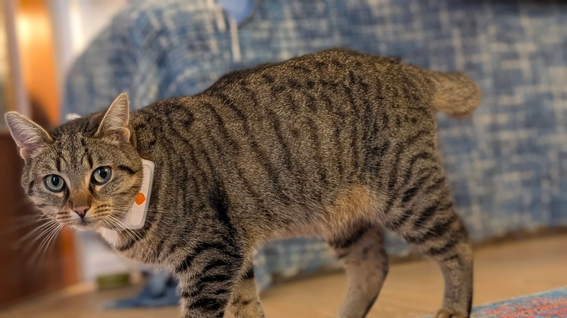 GPS-Tracker Weenect XS für Katzen