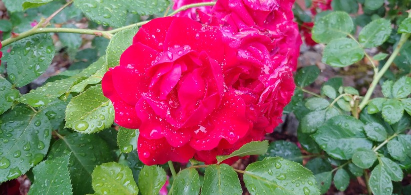 Nahaufnahme bei Tageslicht