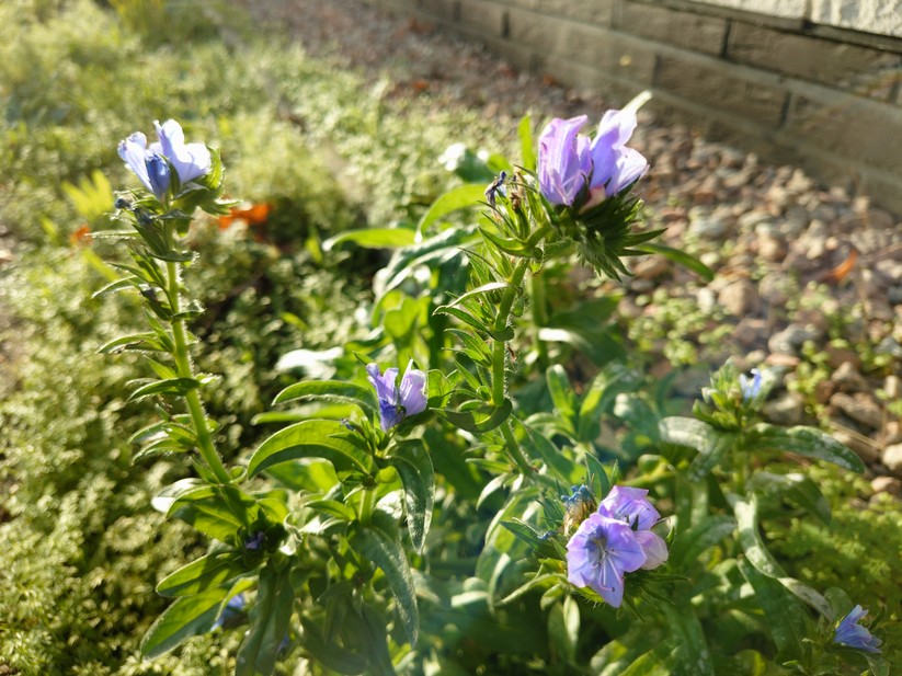 Sony Xperia 10 VII - Originalaufnahmen