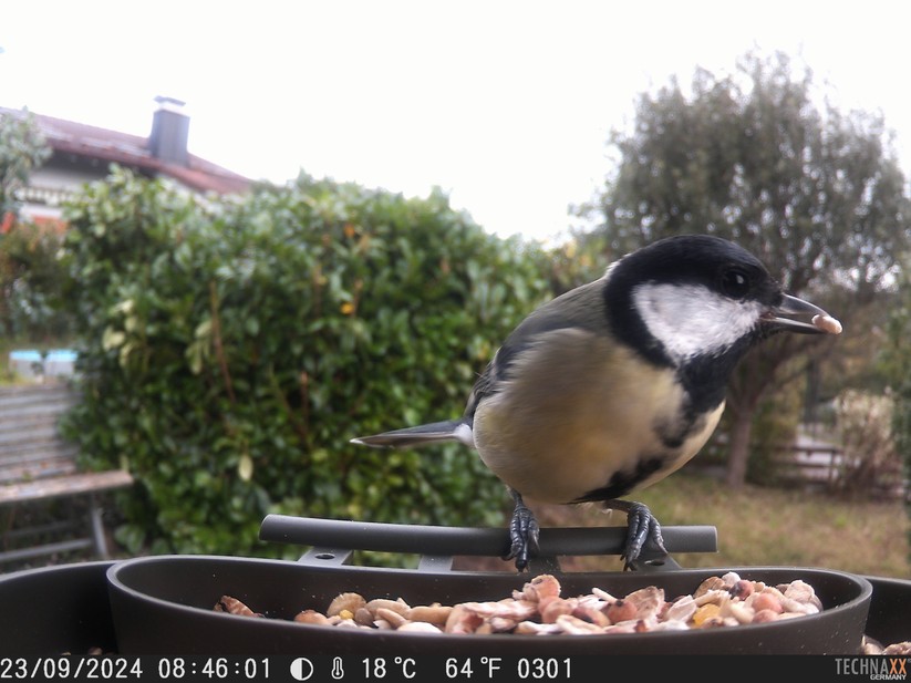 Beispielfoto der Technoxx-Vogelkamera.