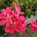 Testfoto: Samsung GT-I9070 Galaxy S Advance