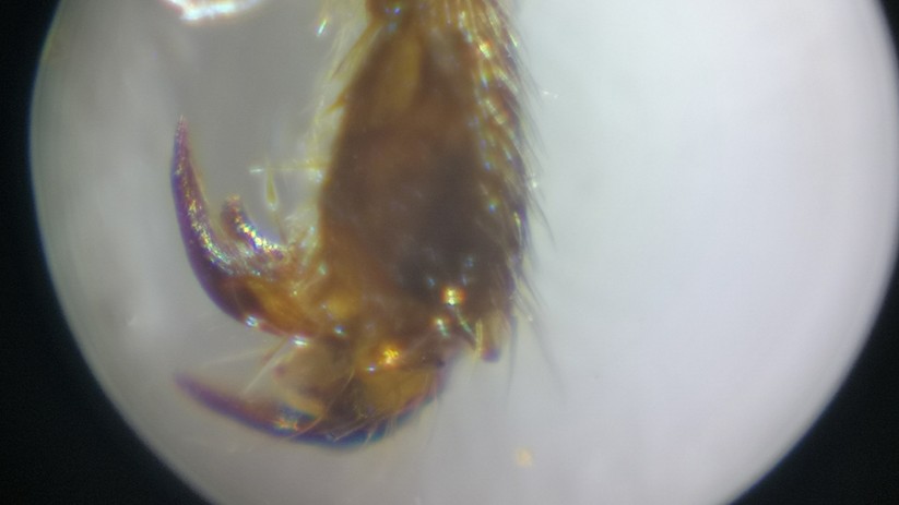 Ein Bienenbein aufgenommen mit Taschenmikroskop und Smartphone (leichte Zoomstufe).