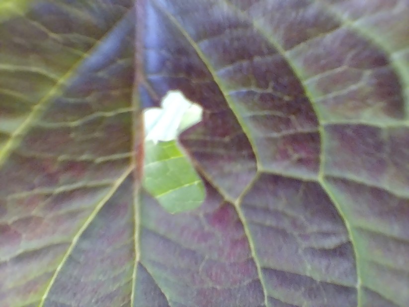 AGM Glory G1S - Originalaufnahmen