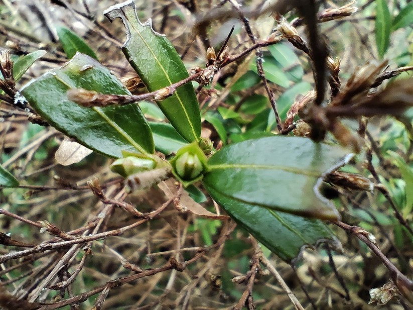 Xiaomi Poco X6 - Originalaufnahmen