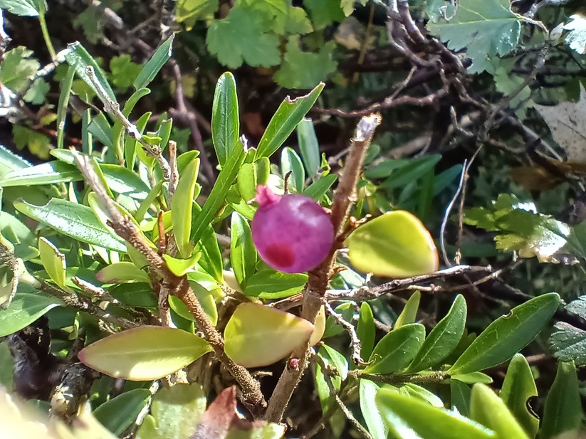 Cat S75 - Originalaufnahmen