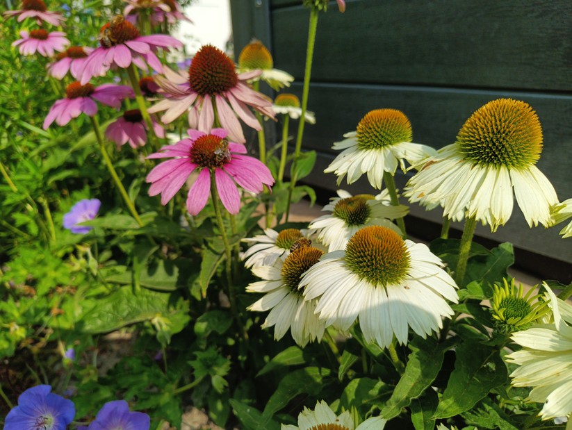 Blackview BV8200 - Originalaufnahmen