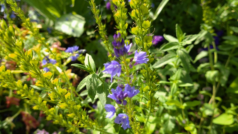 Fotos des Sony Xperia 10 III