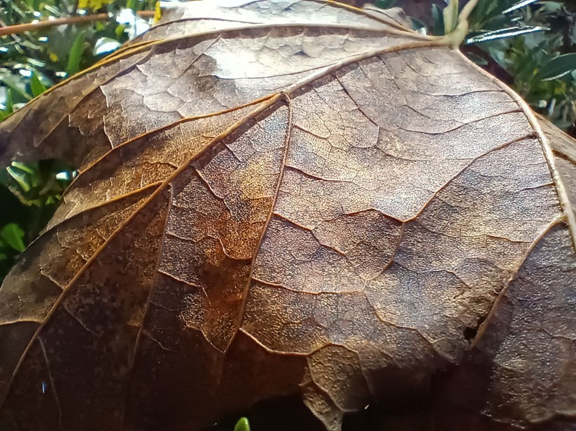 Cat S75 - Originalaufnahmen