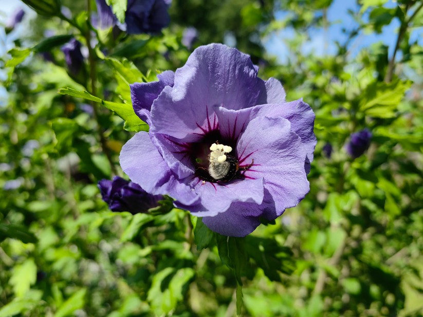 Huawei Mate Xs 2