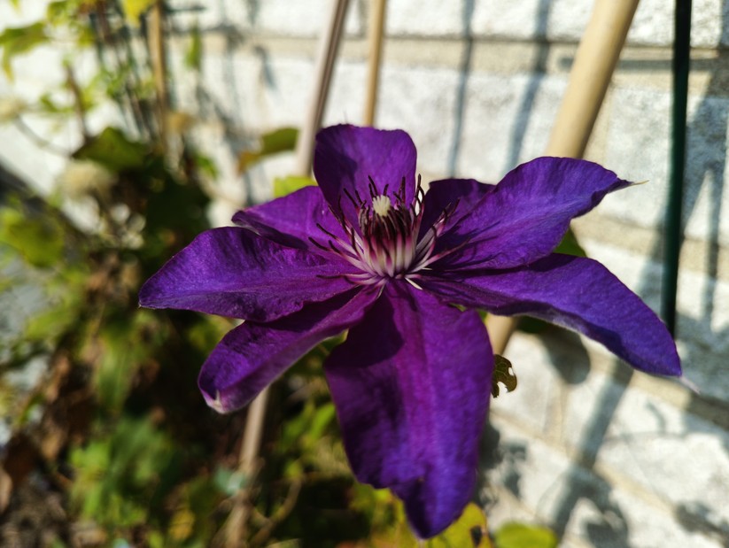 Blackview BV8200 - Originalaufnahmen