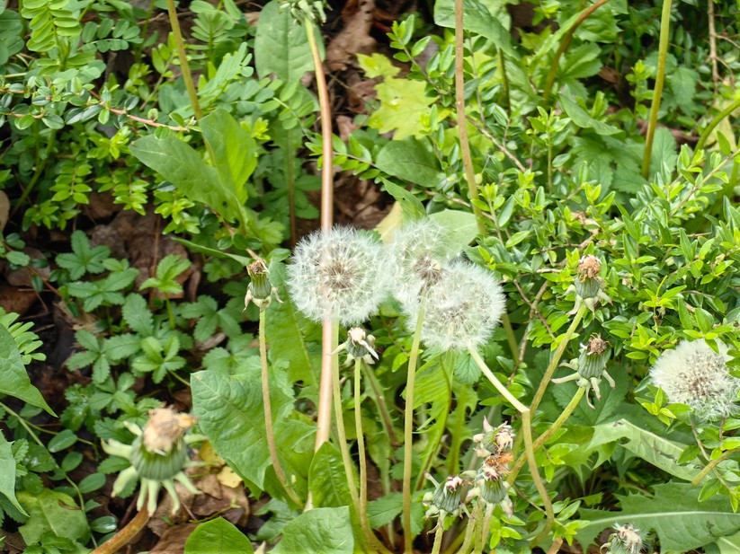 Huawei P60 Pro - Originalaufnahmen