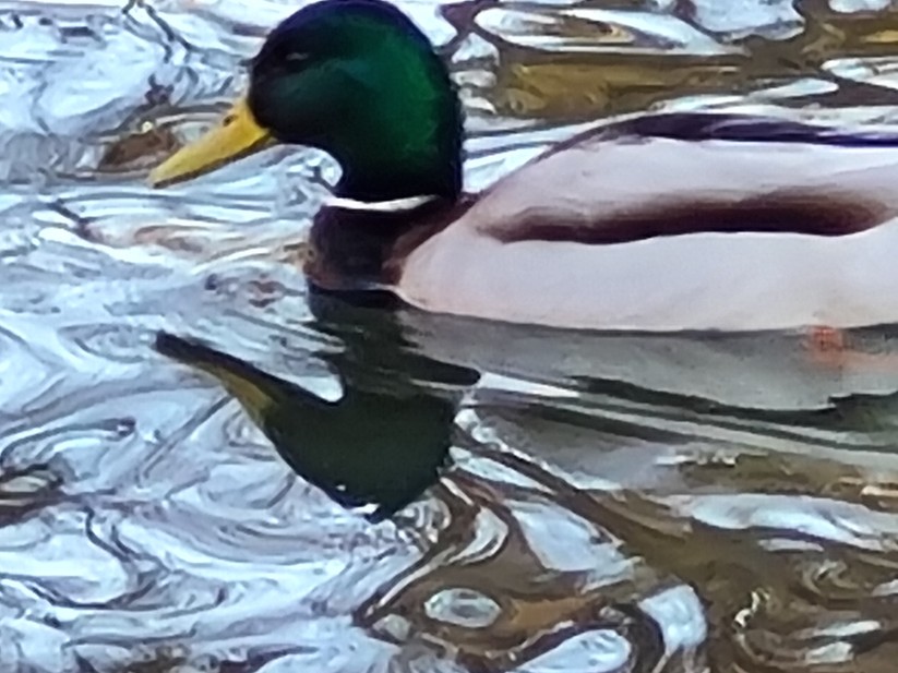 Samsung Galaxy S20 FE