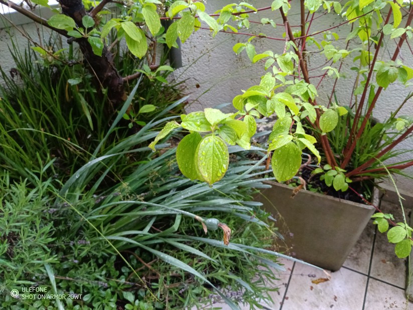 Ulfeone Armor 20WT - Originalaufnahmen