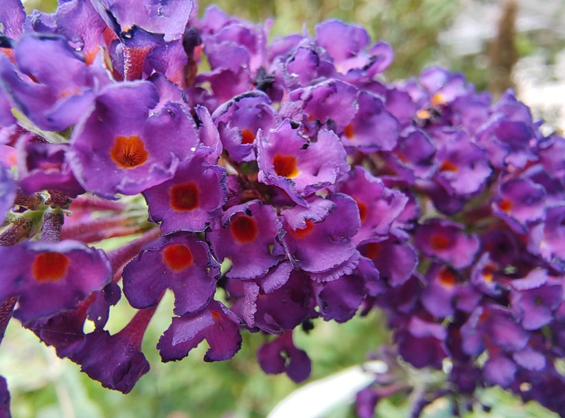 Motorola Edge 50 Pro