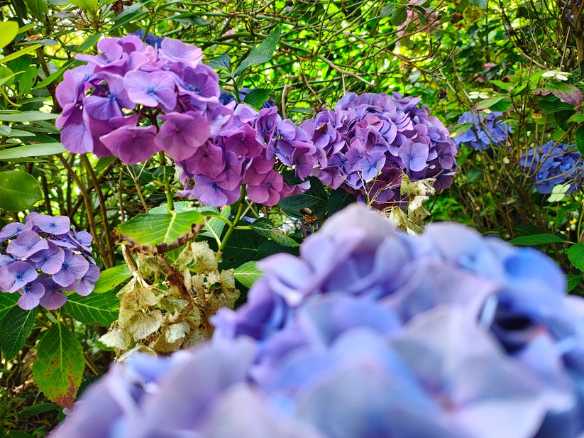 Motorola Edge 50 Pro