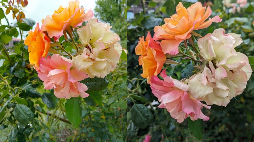 Nokia G22 vs. Pixel 6 Pro
