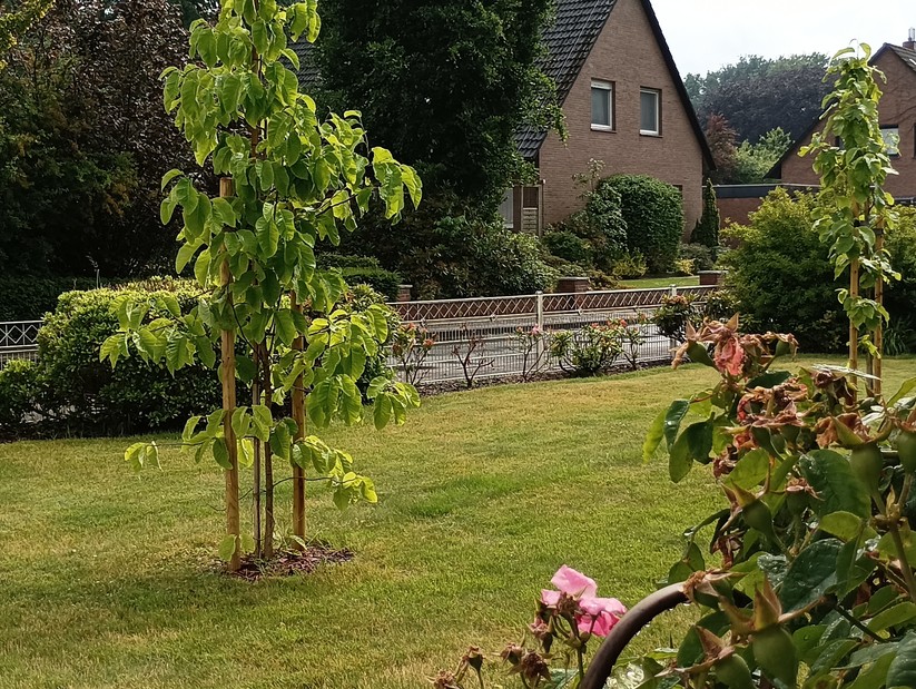 Xiaomi Redmi Note 11S 5G