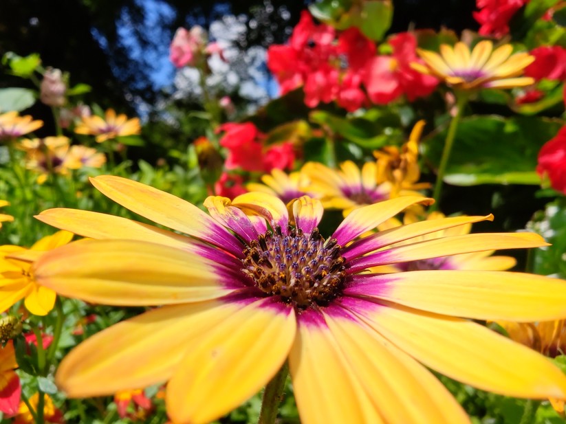 Redmagic 10 Air - Originalaufnahmen 