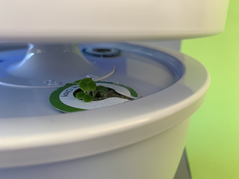 Künstliches Licht, Wasser und Nährstoff reichen für Indoor-Gemüse