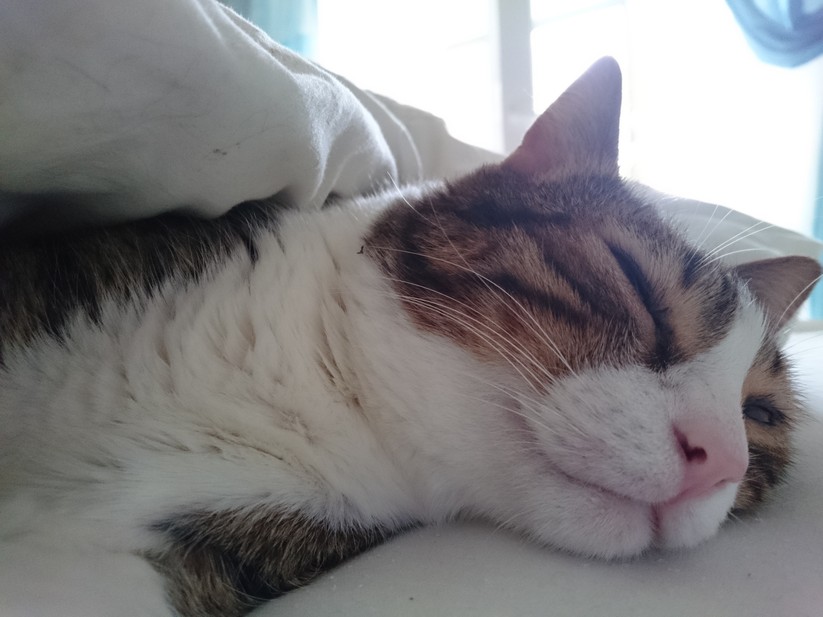 Sony Xperia Z3 compact – Testfoto