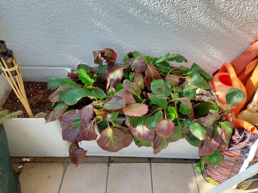 Mit dem Samsung Galaxy A52 geschossene Fotos