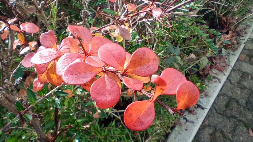 Blackview BV7100 - Originalaufnahmen