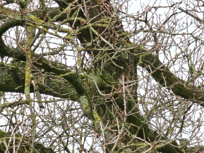 Samsung Galaxy S22 Ultra