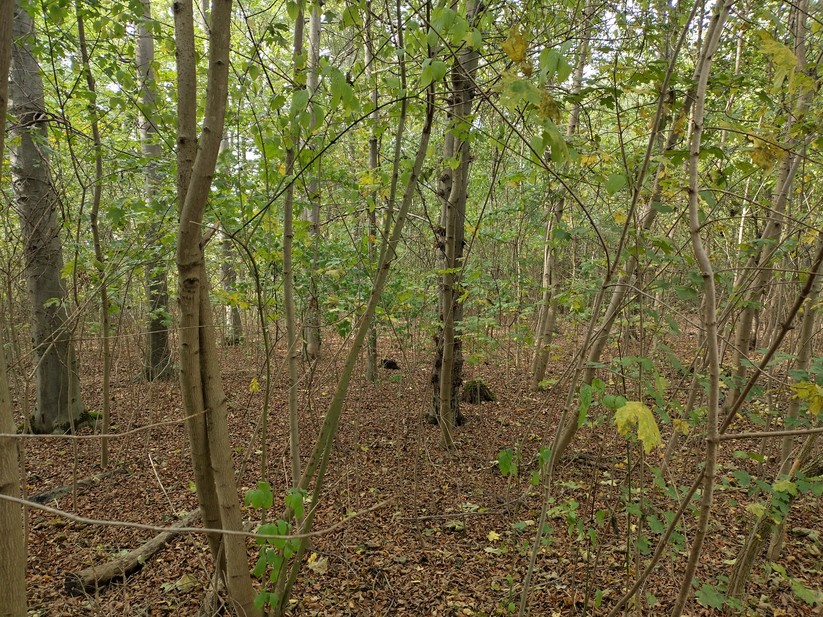 Nokia XR21 - Originalaufnahmen 