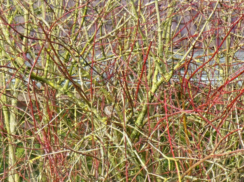 Samsung Galaxy S23 Ultra