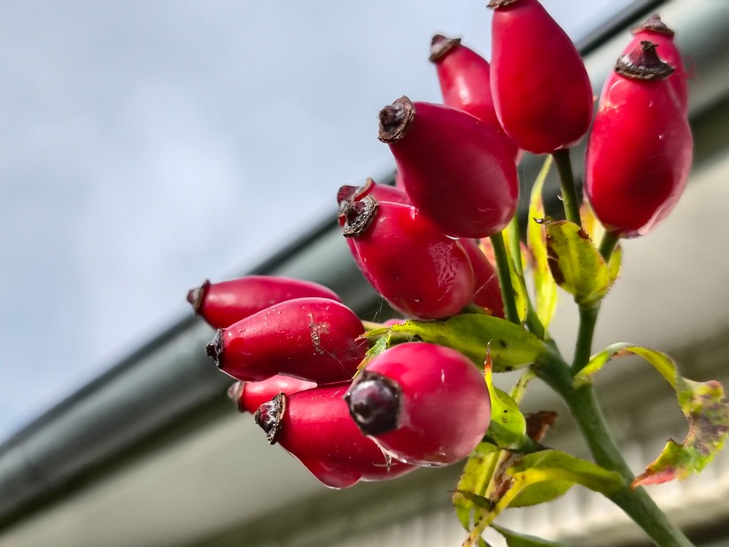 Motorola Razr 60 - Originalaufnahmen