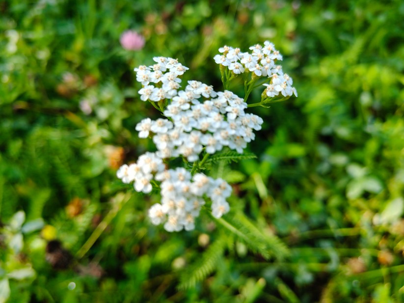 Realme 14 Pro+ 5G - Originalaufnahmen