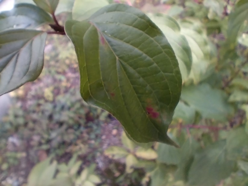 AGM Glory G1S - Originalaufnahmen