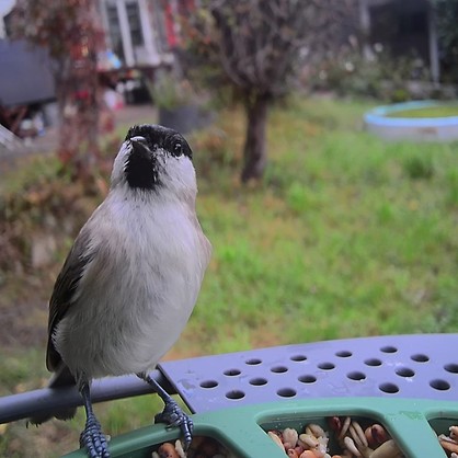 Carlong Vogelfutterspender Mit Kamera, Intelligentes Vogelhäuschen Mit Kamera Video Automatisch