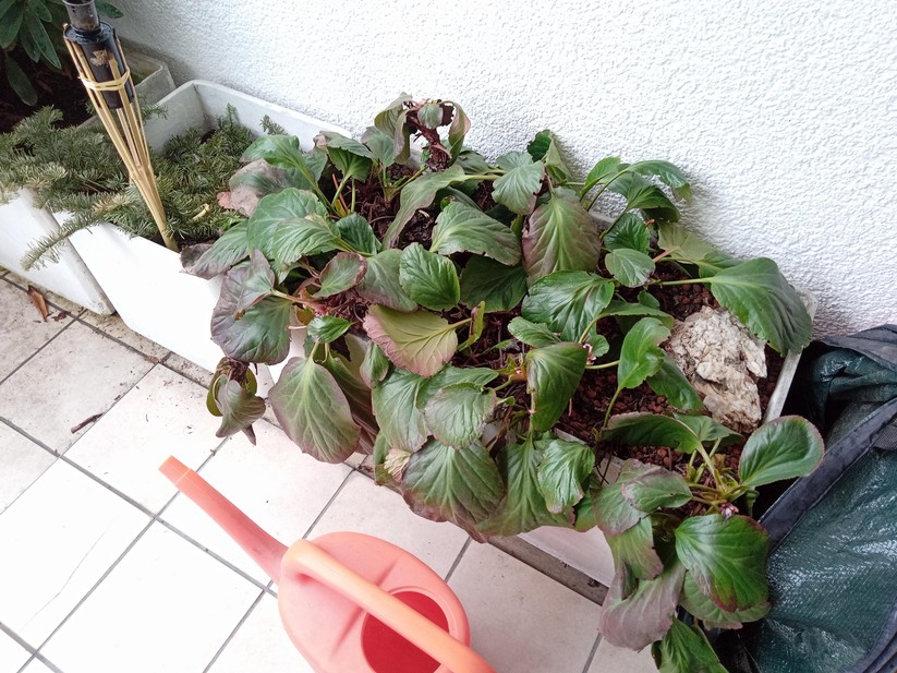 Fotos mit dem Lenovo Tab M8 