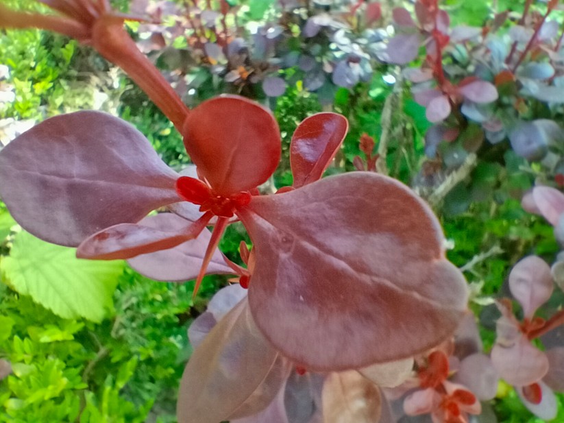 Realme 9 - Originalaufnahmen 