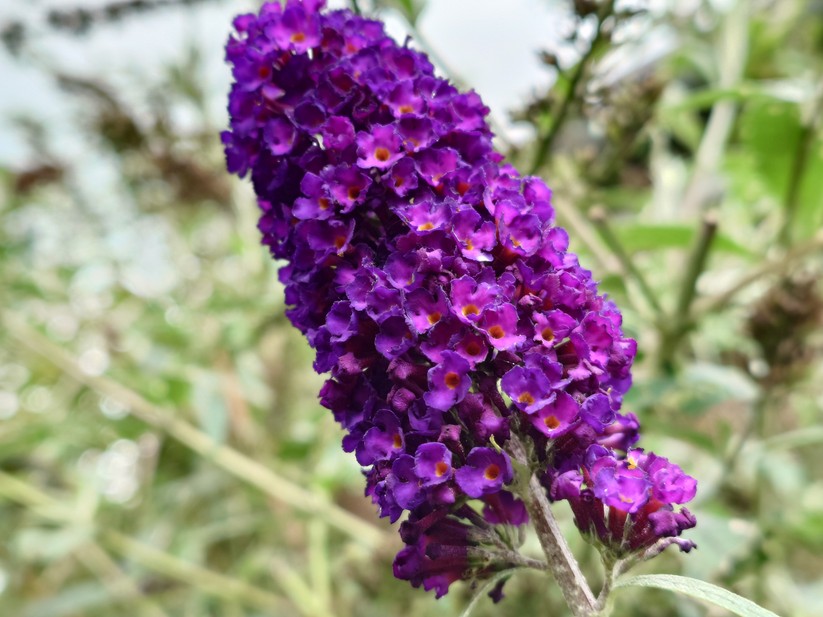 Sony Xperia 1 VII - Originalaufnahmen 