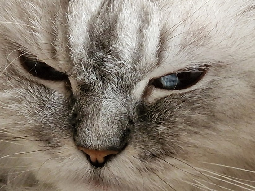 Samsung Galaxy S22 Ultra