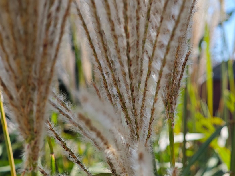 Xiaomi 14 – Originalaufnahmen