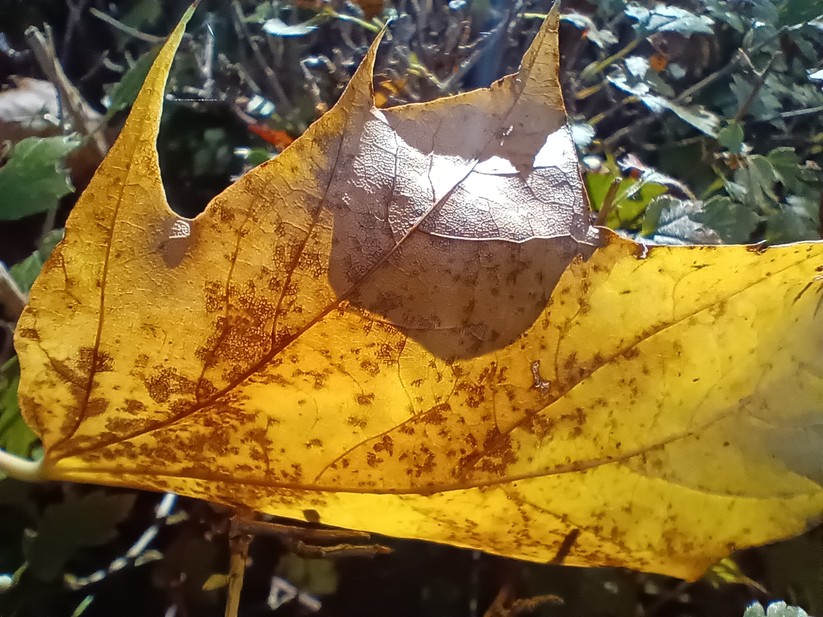 Cat S75 - Originalaufnahmen