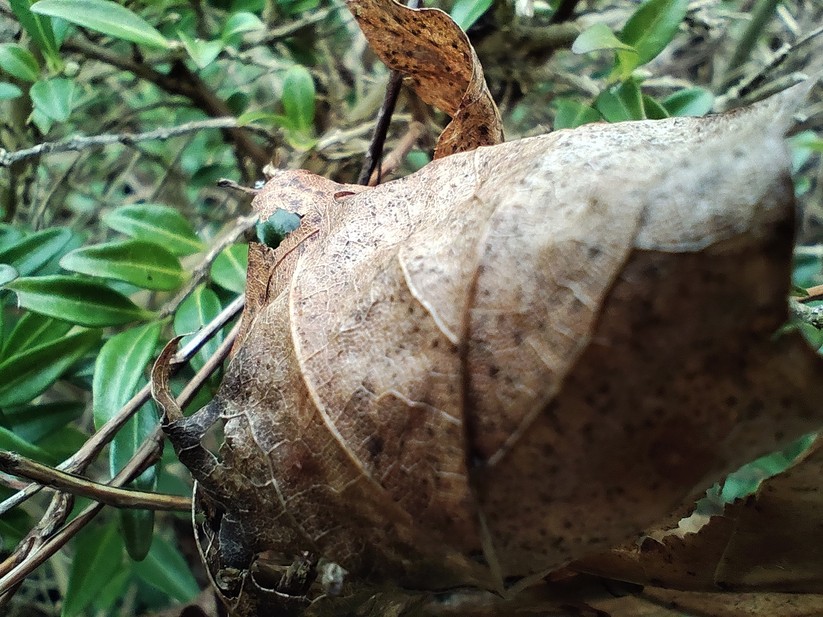 Xiaomi Poco X6 - Originalaufnahmen