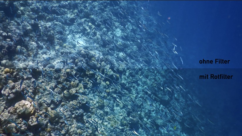 Bei Unterwasseraufnahmen helfen Filter gegen unerwünschte Farbstiche.
