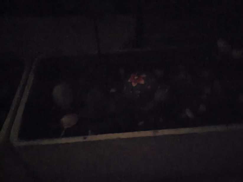 Honor 400 - Originalaufnahmen