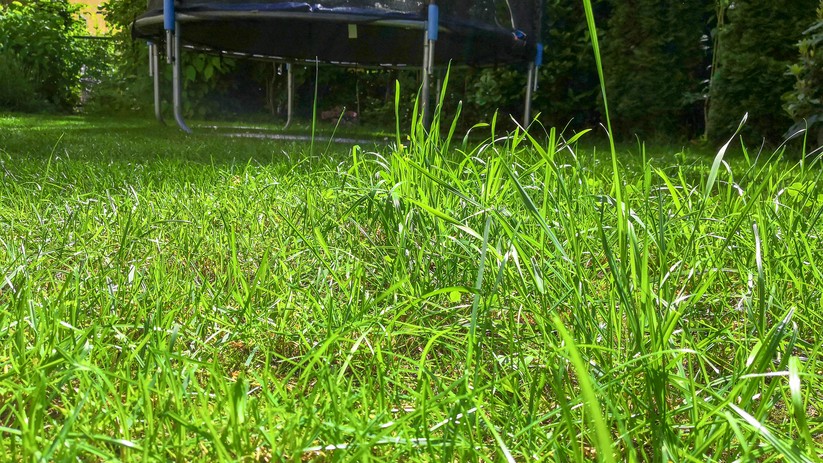 Schnittbild: Vorne ist noch hohes Gras, hinten hat der Indego schon sauber gemäht. 